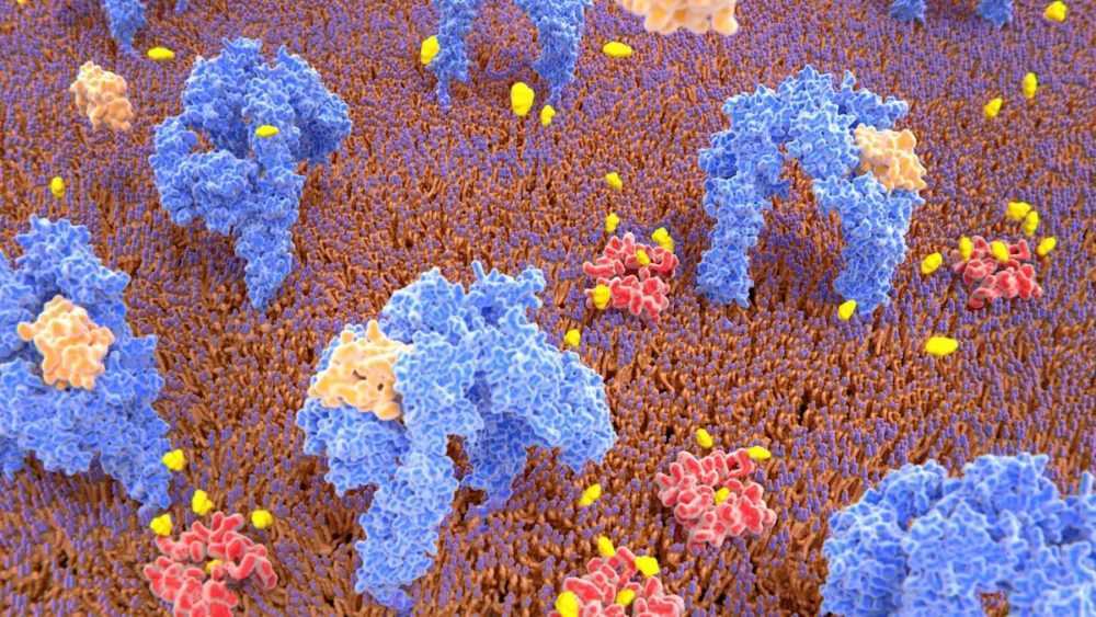 Insulin activates glucose transport into a cell by binding to insulin receptors - stock photo