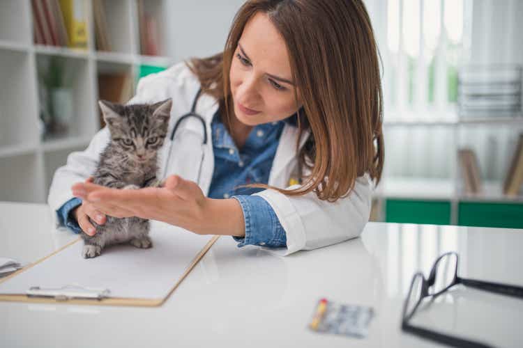 Veterinarian examining cat