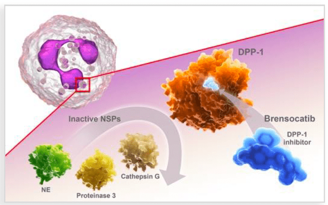 Immune Mechanism