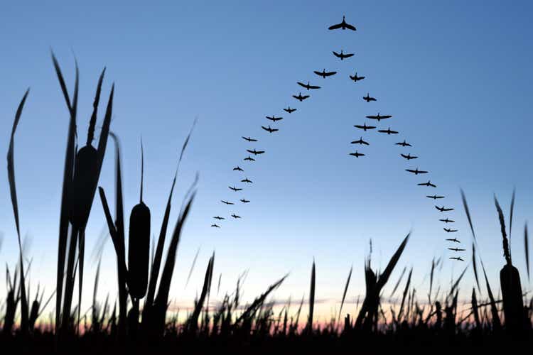 XXL migrating canada geese