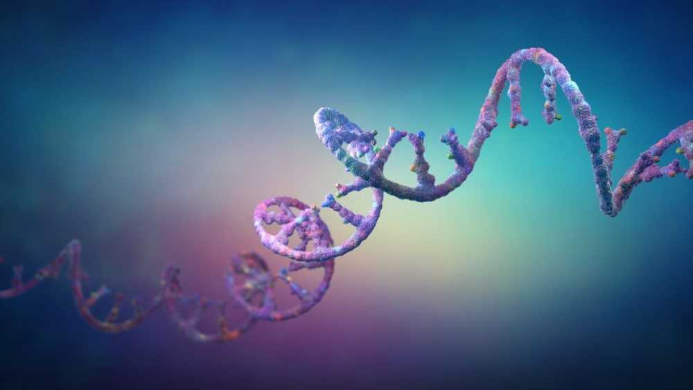 A 3D illustration of ribonucleic acid, or RNA, strands