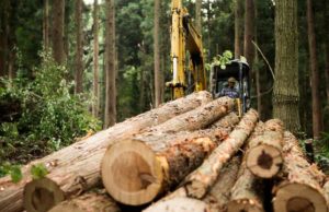 Weyerhaeuser Company (WST) анализ акций компании на 2023-2024 год