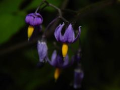 Nightshade искусственный интеллект для борьбы с кражей авторских прав