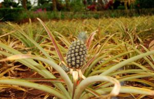 Dole (DOLE): обзор деятельности компании и её акций