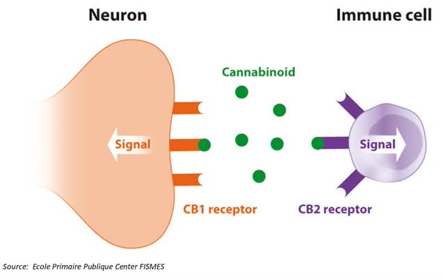 Рецептор CB1 и рецептор CB2