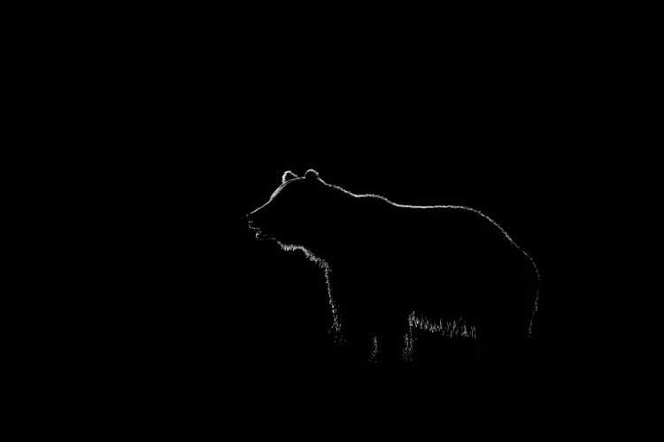 Контур бурого медведя на черном фоне