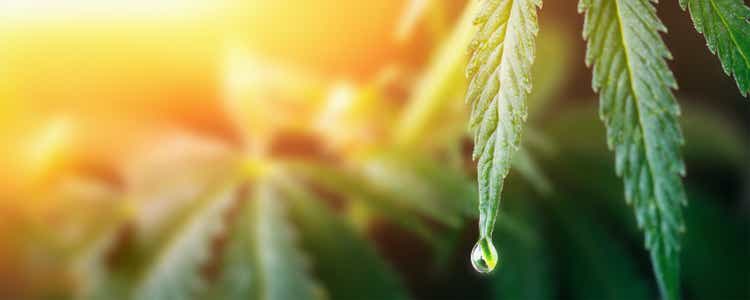 Большая капля на краю листа конопли, концепция каннабиса с маслом CBD, конопляное масло, лекарственные средства.  Каннабидиол или каннабис CBD.  Красивый фон, место для копирования