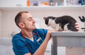 PetMed Express (PETS): обзор деятельности компании и её акций