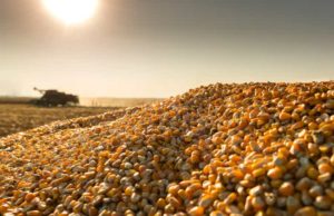 Update On Origin Agritech (SEED): обзор деятельности компании и её акций