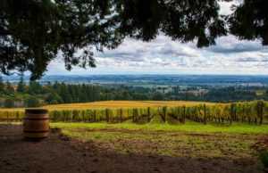 Willamette Valley Vineyards (WVVI): обзор деятельности компании и её акций